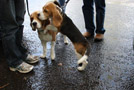 Beagles Norderstedt bei Hamburg